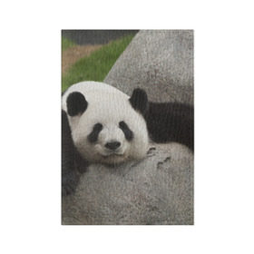 Обложка для паспорта матовая кожа с принтом Панда на камушке в Курске, натуральная матовая кожа | размер 19,3 х 13,7 см; прозрачные пластиковые крепления | бамбук | животное | медведь