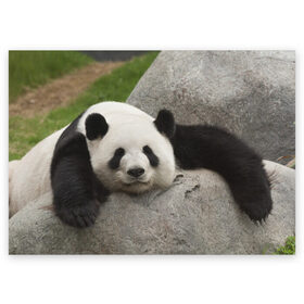 Поздравительная открытка с принтом Панда на камушке в Курске, 100% бумага | плотность бумаги 280 г/м2, матовая, на обратной стороне линовка и место для марки
 | бамбук | животное | медведь