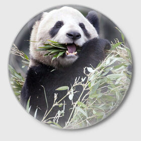 Значок с принтом Панда кушает в Курске,  металл | круглая форма, металлическая застежка в виде булавки | бамбук | животное | медведь