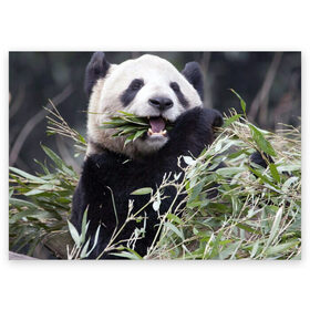Поздравительная открытка с принтом Панда кушает в Курске, 100% бумага | плотность бумаги 280 г/м2, матовая, на обратной стороне линовка и место для марки
 | бамбук | животное | медведь