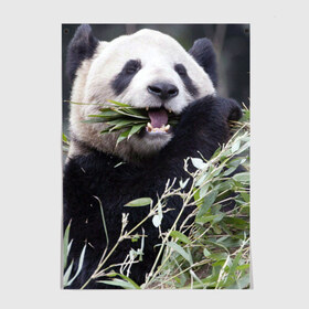 Постер с принтом Панда кушает в Курске, 100% бумага
 | бумага, плотность 150 мг. Матовая, но за счет высокого коэффициента гладкости имеет небольшой блеск и дает на свету блики, но в отличии от глянцевой бумаги не покрыта лаком | бамбук | животное | медведь