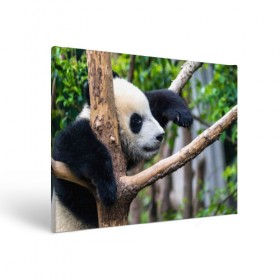 Холст прямоугольный с принтом Бамбуковый медведь в Курске, 100% ПВХ |  | бамбук | животное | медведь