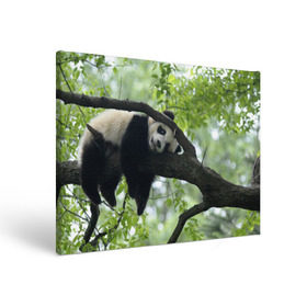 Холст прямоугольный с принтом Панда спит на ветке в Курске, 100% ПВХ |  | бамбук | животное | медведь