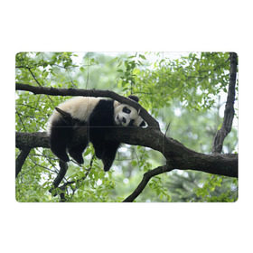 Магнитный плакат 3Х2 с принтом Панда спит на ветке в Курске, Полимерный материал с магнитным слоем | 6 деталей размером 9*9 см | Тематика изображения на принте: бамбук | животное | медведь