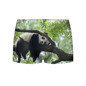 Мужские трусы 3D с принтом Панда спит на ветке в Курске, 50% хлопок, 50% полиэстер | классическая посадка, на поясе мягкая тканевая резинка | бамбук | животное | медведь
