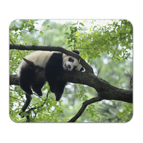 Коврик прямоугольный с принтом Панда спит на ветке в Курске, натуральный каучук | размер 230 х 185 мм; запечатка лицевой стороны | бамбук | животное | медведь
