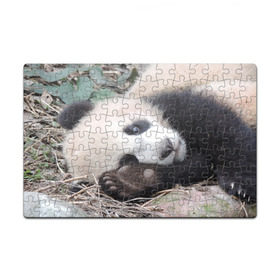Пазл магнитный 126 элементов с принтом Лапка панда в Курске, полимерный материал с магнитным слоем | 126 деталей, размер изделия —  180*270 мм | бамбук | животное | медведь