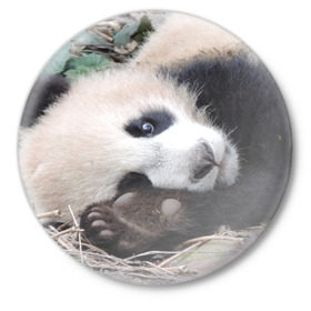 Значок с принтом Лапка панда в Курске,  металл | круглая форма, металлическая застежка в виде булавки | бамбук | животное | медведь