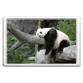 Магнит 45*70 с принтом Большая уставшая панда в Курске, Пластик | Размер: 78*52 мм; Размер печати: 70*45 | бамбук | животное | медведь