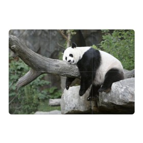 Магнитный плакат 3Х2 с принтом Большая уставшая панда в Курске, Полимерный материал с магнитным слоем | 6 деталей размером 9*9 см | бамбук | животное | медведь