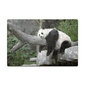 Пазл магнитный 126 элементов с принтом Большая уставшая панда в Курске, полимерный материал с магнитным слоем | 126 деталей, размер изделия —  180*270 мм | бамбук | животное | медведь