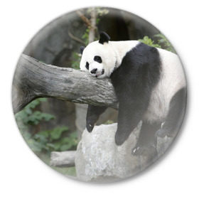 Значок с принтом Большая уставшая панда в Курске,  металл | круглая форма, металлическая застежка в виде булавки | бамбук | животное | медведь