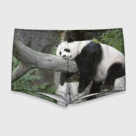 Мужские купальные плавки 3D с принтом Большая уставшая панда в Курске, Полиэстер 85%, Спандекс 15% |  | Тематика изображения на принте: бамбук | животное | медведь