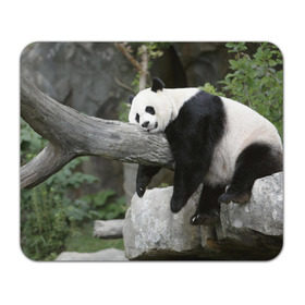 Коврик прямоугольный с принтом Большая уставшая панда в Курске, натуральный каучук | размер 230 х 185 мм; запечатка лицевой стороны | бамбук | животное | медведь