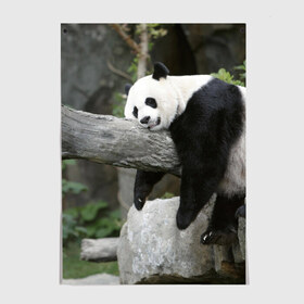 Постер с принтом Большая уставшая панда в Курске, 100% бумага
 | бумага, плотность 150 мг. Матовая, но за счет высокого коэффициента гладкости имеет небольшой блеск и дает на свету блики, но в отличии от глянцевой бумаги не покрыта лаком | бамбук | животное | медведь