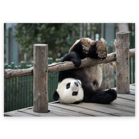 Поздравительная открытка с принтом Паркур панда в Курске, 100% бумага | плотность бумаги 280 г/м2, матовая, на обратной стороне линовка и место для марки
 | бамбук | животное | медведь