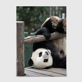 Постер с принтом Паркур панда в Курске, 100% бумага
 | бумага, плотность 150 мг. Матовая, но за счет высокого коэффициента гладкости имеет небольшой блеск и дает на свету блики, но в отличии от глянцевой бумаги не покрыта лаком | бамбук | животное | медведь