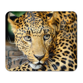 Коврик прямоугольный с принтом Леопард в Курске, натуральный каучук | размер 230 х 185 мм; запечатка лицевой стороны | властелин | глаз | грация | животные | зверь | кот | кошачий | кошки | крупный | леопард | лес | млекопитающее | природа | пятна | рыжий | усатый | усы | фауна | флора | хищник | хозяин | царь джунгли