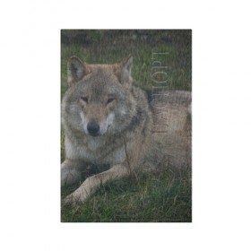 Обложка для паспорта матовая кожа с принтом Серый волк в Курске, натуральная матовая кожа | размер 19,3 х 13,7 см; прозрачные пластиковые крепления | Тематика изображения на принте: 