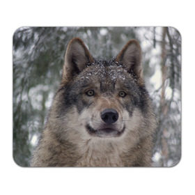 Коврик прямоугольный с принтом Серый волк в Курске, натуральный каучук | размер 230 х 185 мм; запечатка лицевой стороны | бирюк | волк | волчара | волчица | волчок | глаза | животное | животные | зверь | зеленые | койот | лес | млекопитающее | природа | санитар леса | серый | уши | фауна | хищник | черный | шакал