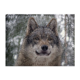Обложка для студенческого билета с принтом Серый волк в Курске, натуральная кожа | Размер: 11*8 см; Печать на всей внешней стороне | Тематика изображения на принте: бирюк | волк | волчара | волчица | волчок | глаза | животное | животные | зверь | зеленые | койот | лес | млекопитающее | природа | санитар леса | серый | уши | фауна | хищник | черный | шакал