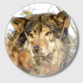 Значок с принтом Волк в Курске,  металл | круглая форма, металлическая застежка в виде булавки | бирюк | волк | волчара | волчица | волчок | глаза | животное | животные | зверь | зеленые | койот | лес | млекопитающее | природа | санитар леса | серый | уши | фауна | хищник | черный | шакал