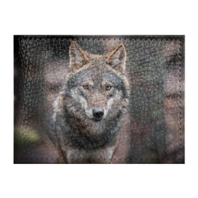 Обложка для студенческого билета с принтом Волк - санитар леса в Курске, натуральная кожа | Размер: 11*8 см; Печать на всей внешней стороне | Тематика изображения на принте: серый
