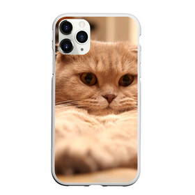 Чехол для iPhone 11 Pro матовый с принтом Вислоухий красавчик в Курске, Силикон |  | Тематика изображения на принте: грустный | добрый | животное | киса | киска кися | кот | котенок | котэ | кошка | красивый | лапа | лапка | ласковый | милый | моська | мурлыка | прикольный | смешной | унылый | усатый | шерсть