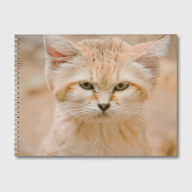 Альбом для рисования с принтом Рыжий кот в Курске, 100% бумага
 | матовая бумага, плотность 200 мг. | грустный | добрый | животное | киса | киска кися | кот | котенок | котэ | кошка | красивый | лапа | лапка | ласковый | милый | моська | мурлыка | прикольный | смешной | унылый | усатый | шерсть