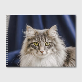 Альбом для рисования с принтом Серый кот в Курске, 100% бумага
 | матовая бумага, плотность 200 мг. | грустный | добрый | животное | киса | киска кися | кот | котенок | котэ | кошка | красивый | лапа | лапка | ласковый | милый | моська | мурлыка | прикольный | смешной | унылый | усатый | шерсть