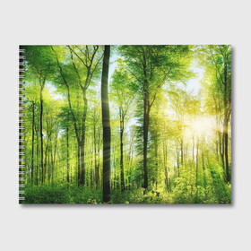 Альбом для рисования с принтом Солнечный лес в Курске, 100% бумага
 | матовая бумага, плотность 200 мг. | Тематика изображения на принте: деревья | зелень | лес | лето | лучи солнца | солнце | тайга