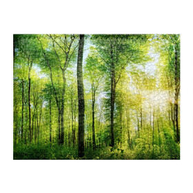 Обложка для студенческого билета с принтом Солнечный лес в Курске, натуральная кожа | Размер: 11*8 см; Печать на всей внешней стороне | Тематика изображения на принте: деревья | зелень | лес | лето | лучи солнца | солнце | тайга