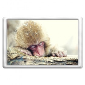Магнит 45*70 с принтом Обезьянка спит в Курске, Пластик | Размер: 78*52 мм; Размер печати: 70*45 | бабуин | животное | обезьяна | орангутанг | примат