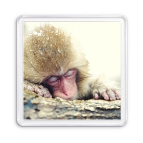 Магнит 55*55 с принтом Обезьянка спит в Курске, Пластик | Размер: 65*65 мм; Размер печати: 55*55 мм | бабуин | животное | обезьяна | орангутанг | примат