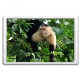 Магнит 45*70 с принтом Обезьянка в джунглях в Курске, Пластик | Размер: 78*52 мм; Размер печати: 70*45 | бабуин | гамадрил | гиббон | горилла | гуманоид | дарвин | животное | зоопарк | кинг конг | мартышка | маугли | обезьяна | орангутанг | предок | примат | рожа | хомо сапиенс | шимпанзе