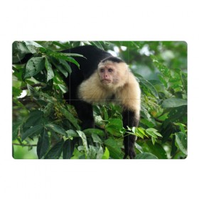 Магнитный плакат 3Х2 с принтом Обезьянка в джунглях в Курске, Полимерный материал с магнитным слоем | 6 деталей размером 9*9 см | бабуин | гамадрил | гиббон | горилла | гуманоид | дарвин | животное | зоопарк | кинг конг | мартышка | маугли | обезьяна | орангутанг | предок | примат | рожа | хомо сапиенс | шимпанзе