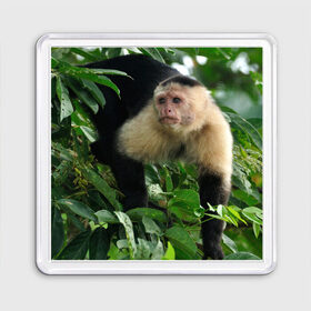 Магнит 55*55 с принтом Обезьянка в джунглях в Курске, Пластик | Размер: 65*65 мм; Размер печати: 55*55 мм | бабуин | гамадрил | гиббон | горилла | гуманоид | дарвин | животное | зоопарк | кинг конг | мартышка | маугли | обезьяна | орангутанг | предок | примат | рожа | хомо сапиенс | шимпанзе