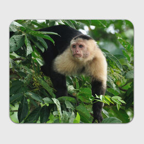 Коврик прямоугольный с принтом Обезьянка в джунглях в Курске, натуральный каучук | размер 230 х 185 мм; запечатка лицевой стороны | Тематика изображения на принте: бабуин | гамадрил | гиббон | горилла | гуманоид | дарвин | животное | зоопарк | кинг конг | мартышка | маугли | обезьяна | орангутанг | предок | примат | рожа | хомо сапиенс | шимпанзе