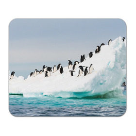 Коврик прямоугольный с принтом Пингвины на айсберге в Курске, натуральный каучук | размер 230 х 185 мм; запечатка лицевой стороны | айсберг | антарктида | антарктика | арктика | буревестник | глупый | императорский | клюв | королевский | крылья | ласты | лёд | линукс | океан | пилигрим | полюс | птица | север | снег | умка | фрак