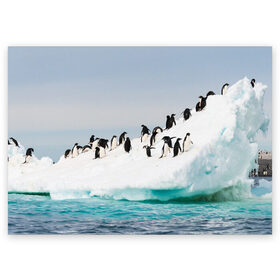 Поздравительная открытка с принтом Пингвины на айсберге в Курске, 100% бумага | плотность бумаги 280 г/м2, матовая, на обратной стороне линовка и место для марки
 | айсберг | антарктида | антарктика | арктика | буревестник | глупый | императорский | клюв | королевский | крылья | ласты | лёд | линукс | океан | пилигрим | полюс | птица | север | снег | умка | фрак