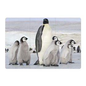 Магнитный плакат 3Х2 с принтом Пингвин и пингвинята в Курске, Полимерный материал с магнитным слоем | 6 деталей размером 9*9 см | айсберг | антарктида | антарктика | арктика | буревестник | глупый | императорский | клюв | королевский | крылья | ласты | лёд | линукс | океан | пилигрим | полюс | птица | север | снег | умка | фрак