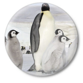 Значок с принтом Пингвин и пингвинята в Курске,  металл | круглая форма, металлическая застежка в виде булавки | Тематика изображения на принте: айсберг | антарктида | антарктика | арктика | буревестник | глупый | императорский | клюв | королевский | крылья | ласты | лёд | линукс | океан | пилигрим | полюс | птица | север | снег | умка | фрак