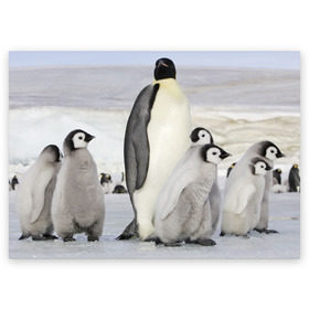 Поздравительная открытка с принтом Пингвин и пингвинята в Курске, 100% бумага | плотность бумаги 280 г/м2, матовая, на обратной стороне линовка и место для марки
 | айсберг | антарктида | антарктика | арктика | буревестник | глупый | императорский | клюв | королевский | крылья | ласты | лёд | линукс | океан | пилигрим | полюс | птица | север | снег | умка | фрак