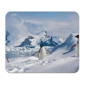 Коврик прямоугольный с принтом Пингвин в горах в Курске, натуральный каучук | размер 230 х 185 мм; запечатка лицевой стороны | айсберг | антарктида | антарктика | арктика | буревестник | глупый | императорский | клюв | королевский | крылья | ласты | лёд | линукс | океан | пилигрим | полюс | птица | север | снег | умка | фрак