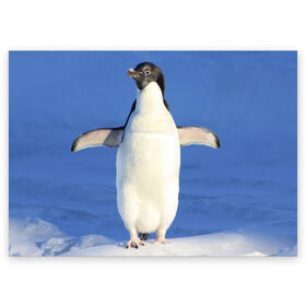 Поздравительная открытка с принтом Пингвин в Курске, 100% бумага | плотность бумаги 280 г/м2, матовая, на обратной стороне линовка и место для марки
 | айсберг | антарктида | антарктика | арктика | буревестник | глупый | императорский | клюв | королевский | крылья | ласты | лёд | линукс | океан | пилигрим | полюс | птица | север | снег | умка | фрак