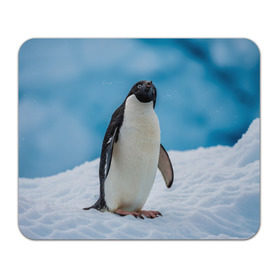 Коврик прямоугольный с принтом Пингвин на айсберге в Курске, натуральный каучук | размер 230 х 185 мм; запечатка лицевой стороны | айсберг | антарктида | антарктика | арктика | буревестник | глупый | императорский | клюв | королевский | крылья | ласты | лёд | линукс | океан | пилигрим | полюс | птица | север | снег | умка | фрак