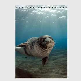Скетчбук с принтом Тюлень под водой в Курске, 100% бумага
 | 48 листов, плотность листов — 100 г/м2, плотность картонной обложки — 250 г/м2. Листы скреплены сверху удобной пружинной спиралью | Тематика изображения на принте: вода | дайвинг | жирный | косяк | красивые | милые | море | морская | морской котик | океан | плывет | подводный мир | прикольные | речная | рыба | рыбалка | стая | тюлень | усатый кот | фауна | чешуя