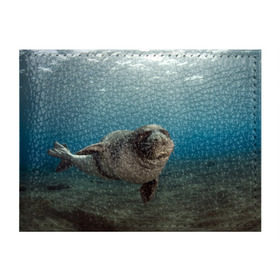 Обложка для студенческого билета с принтом Тюлень под водой в Курске, натуральная кожа | Размер: 11*8 см; Печать на всей внешней стороне | вода | дайвинг | жирный | косяк | красивые | милые | море | морская | морской котик | океан | плывет | подводный мир | прикольные | речная | рыба | рыбалка | стая | тюлень | усатый кот | фауна | чешуя