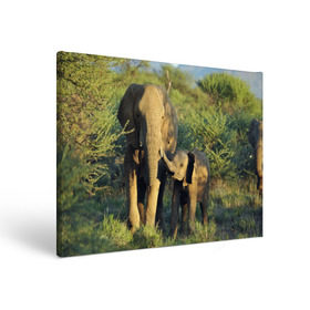 Холст прямоугольный с принтом Слониха и слоненок в природе в Курске, 100% ПВХ |  | Тематика изображения на принте: африка | африканский | бивни | большой | гигант джунгли | зоопарк | индийский | индия | лесной великан | мамонт | огромный | саванна | сафари | серый | слон | слоненок | слониха | стадо | уши | хобот