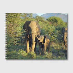 Альбом для рисования с принтом Слониха и слоненок в природе в Курске, 100% бумага
 | матовая бумага, плотность 200 мг. | африка | африканский | бивни | большой | гигант джунгли | зоопарк | индийский | индия | лесной великан | мамонт | огромный | саванна | сафари | серый | слон | слоненок | слониха | стадо | уши | хобот